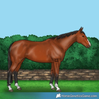 Horse Color:Bay 