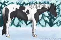 Horse Color:Black Tobiano 