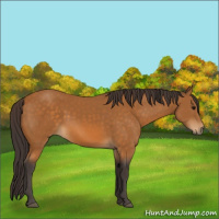 Horse Color:Buckskin 