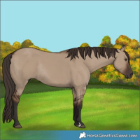 Horse Color:Liver Red Dun Rabicano 