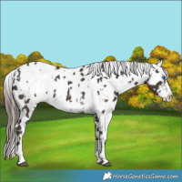 Horse Color:Liver Chestnut Sabino Splash Appaloosa  and White Spotted Liver Chestnut Sabino Splash Appaloosa 