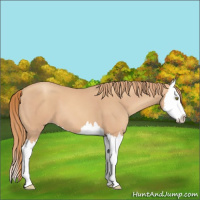 Horse Color:Gold Champagne Splash 
