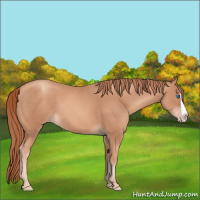 Horse Color:Gold Champagne Splash 