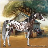 Horse Color:Brown Roan Splash Appaloosa  and White Spotted Liver Chestnut Splash Appaloosa 