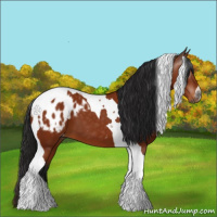 Horse Color:Gray Bay Tobiano Appaloosa 