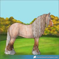 Horse Color:Red Roan  and Silver Bay Roan 