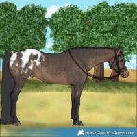 Horse Color:Brown Dun Blanket Brindle 