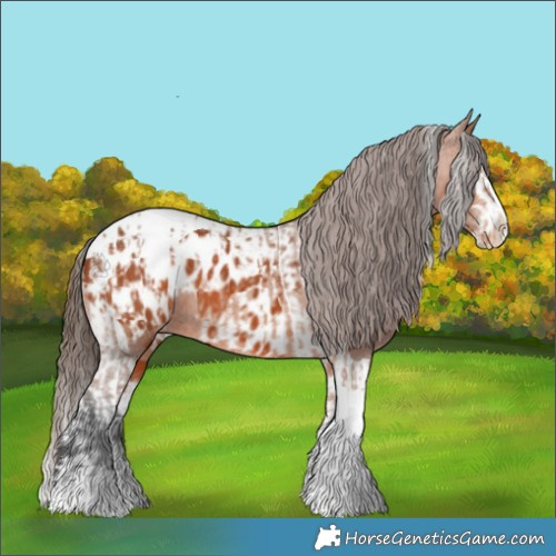 Horse Color:Bay Splash Tobiano Appaloosa  and Bay Splash Tobiano Appaloosa 