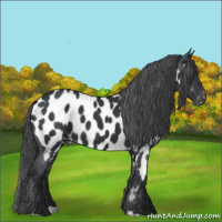 Horse Color:Black Appaloosa