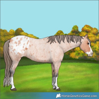 Horse Color:Bay Roan Splash Appaloosa 