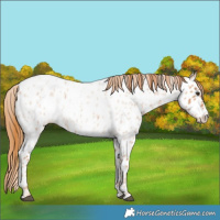 Horse Color:Red Roan Splash Near Leopard 