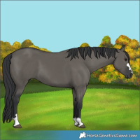 Horse Color:Grullo 