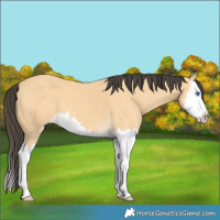 Horse Color:Buckskin Splash 