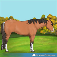Horse Color:Bay Splash Tobiano 
