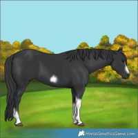 Horse Color:Black Tobiano Frame 