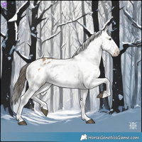 Horse Color:Buckskin Dun Splash Appaloosa 