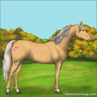 Horse Color:Palomino 
