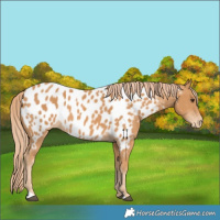 Horse Color:Chestnut Near Leopard 