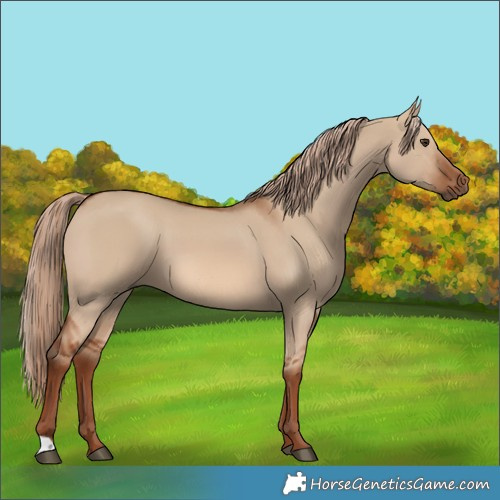 Horse Color:Red Dun 