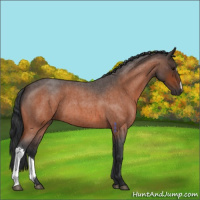 Horse Color:Bay Roan 