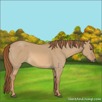 Horse Color:Red Dun 
