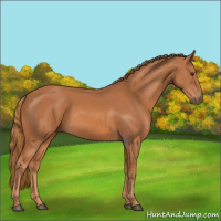 Horse Color:Chestnut 