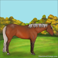 Horse Color:Silver Bay 