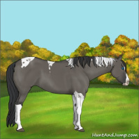 Horse Color:Grullo Splash Tobiano 