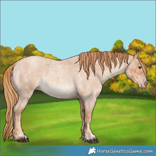 Horse Color:Red Roan  and Gold Champagne Roan 