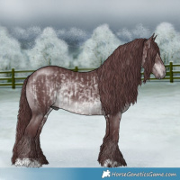 Horse Color:Chocolate Brown Chinchilla  and Chocolate Black Chinchilla 