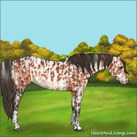 Horse Color:Bay  and Bay Appaloosa 