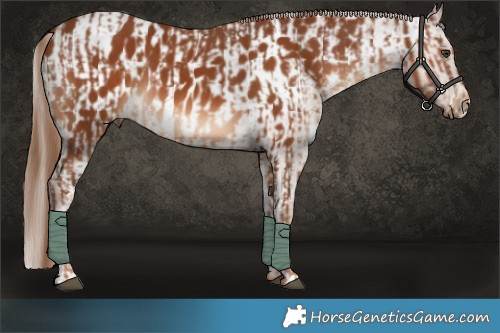 Horse Color:Chestnut  and Chestnut Appaloosa 