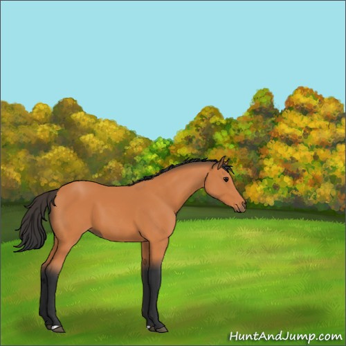 Horse Color:Bay 
