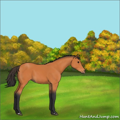 Horse Color:Bay 