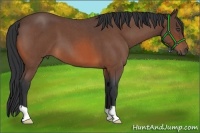 Horse Color:Bay Roan 
