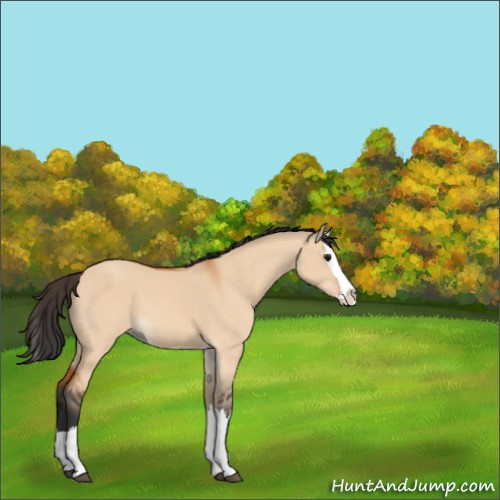 Horse Color:Bay Dun Splash 
