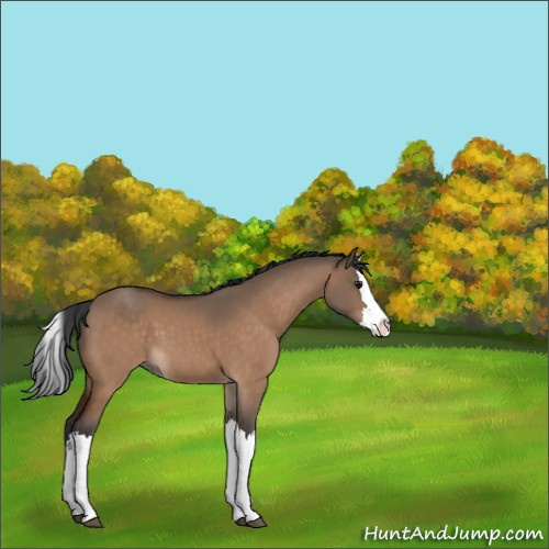 Horse Color:Bay Dun Splash 