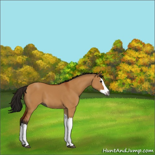 Horse Color:Gray Bay Dun Splash 