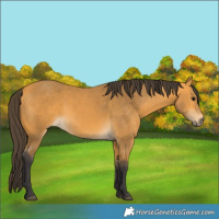 Horse Color:Buckskin 