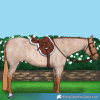 Horse Color:Red Roan 