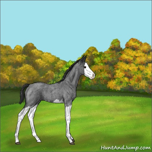 Horse Color:Blue Roan Splash 
