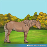 Horse Color:Red Dun 