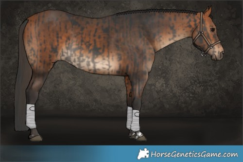 Horse Color:Black  and Bay 