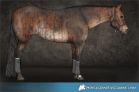 Horse Color:Black  and Bay 