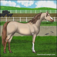 Horse Color:Red Dun 