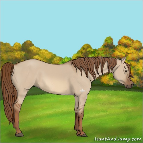 Horse Color:Red Dun 