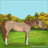 Horse Color:Red Dun 
