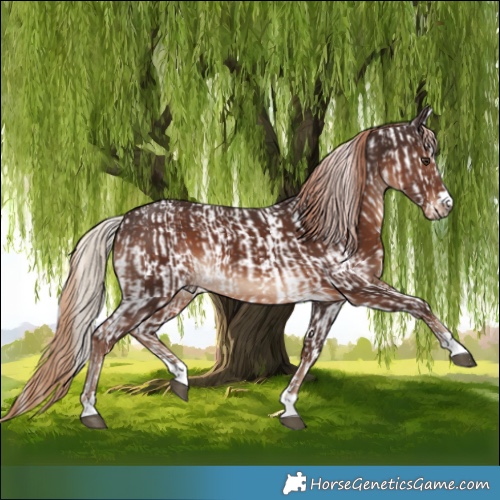 Horse Color:White Spotted Chestnut  and Liver Chestnut 