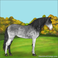 Horse Color:White Spotted Blue Roan Rabicano  and White Spotted Blue Roan Rabicano 
