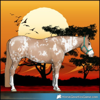 Horse Color:White Spotted Black Pearl  and White Spotted Black Pearl 